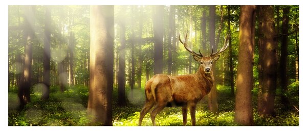 Tablou cu cerbul în pădure (120x50 cm)