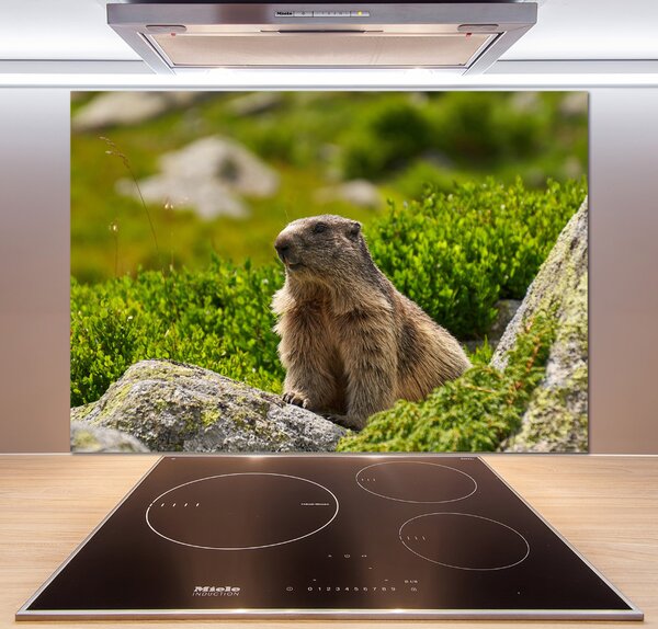 Sticlă bucătărie marmota