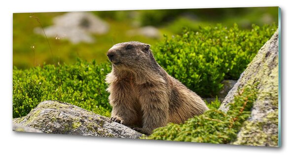 Sticlă bucătărie marmota