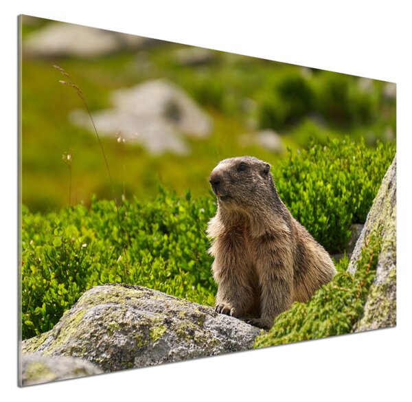 Sticlă bucătărie marmota