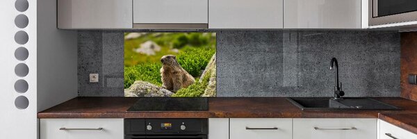 Sticlă bucătărie marmota