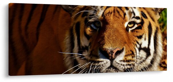Tablou cu tigrul (120x50 cm)