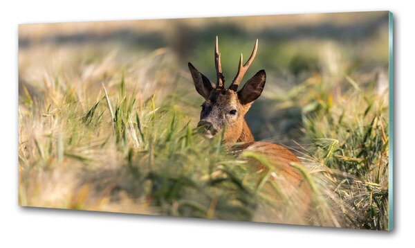 Panou sticla securizata bucatarie Deer în domeniu