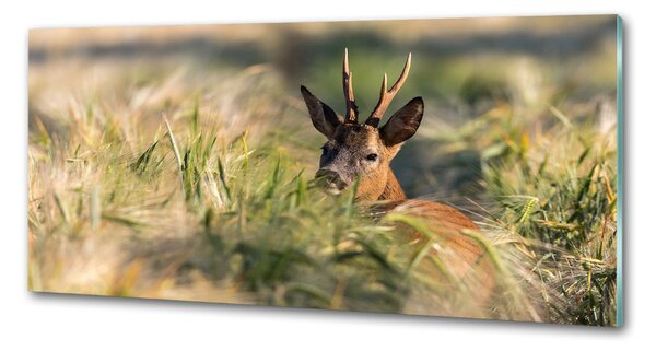 Panou sticla securizata bucatarie Deer în domeniu