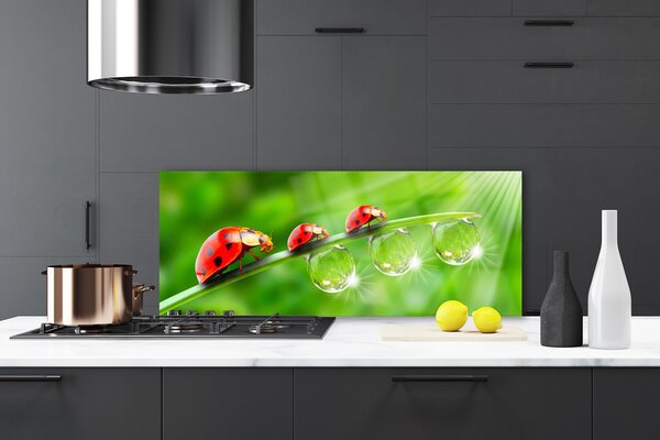 Panou sticla bucatarie Iarbă gărgăriță picături de rouă Floral Verde Negru Roșu