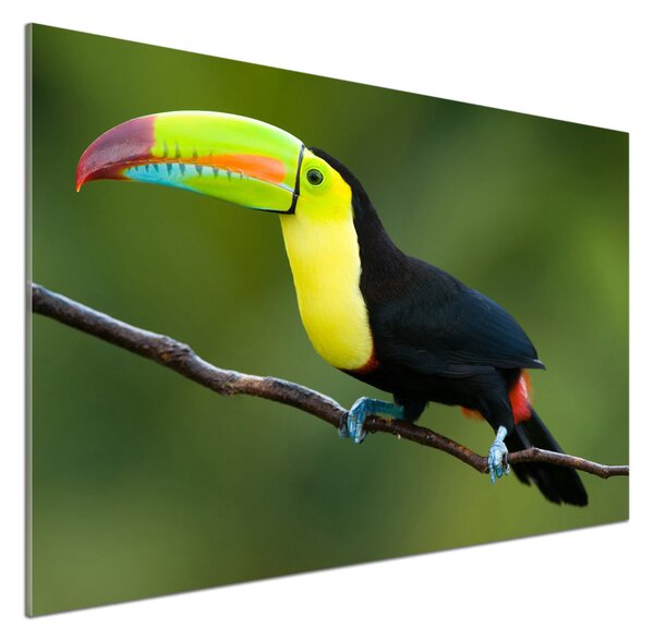 Panou de bucătărie Toucan