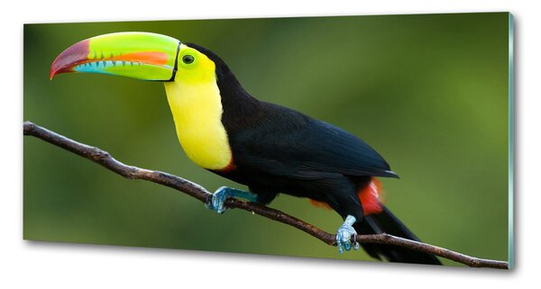 Panou de bucătărie Toucan