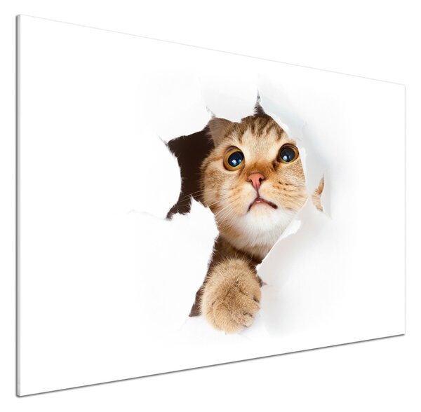 Sticlă pentru bucătărie Cat în gaura
