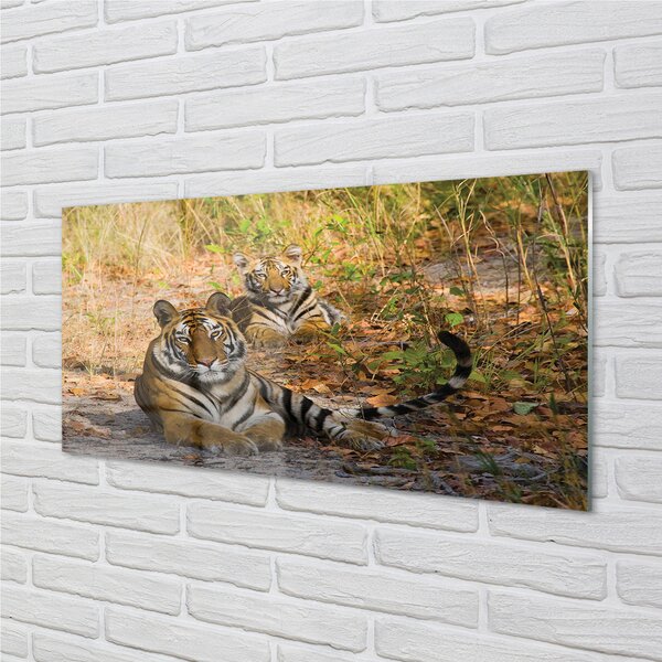 Panouri de sticlă Tigers