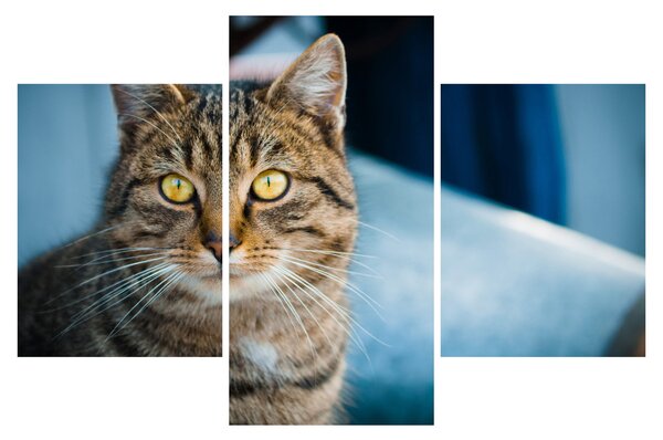 Tablou - Pisica domestică (90x60 cm)