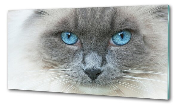 Panou sticlă decorativa bucătărie Cat ochi albaștri