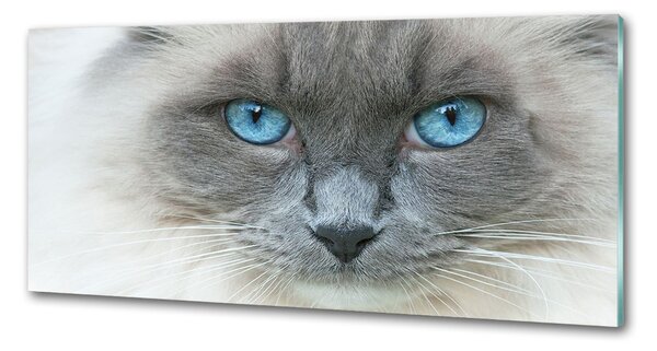 Panou sticlă decorativa bucătărie Cat ochi albaștri
