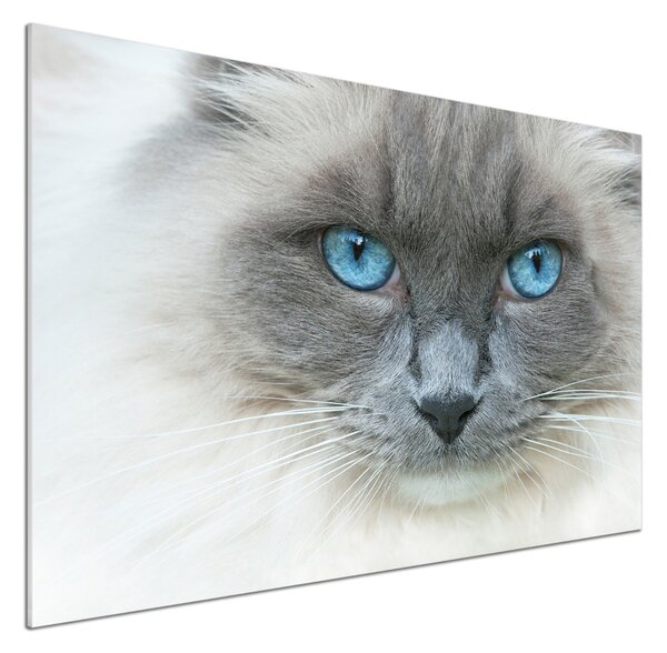 Panou sticlă decorativa bucătărie Cat ochi albaștri
