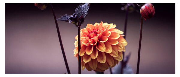 Tablou - Floare (120x50 cm)