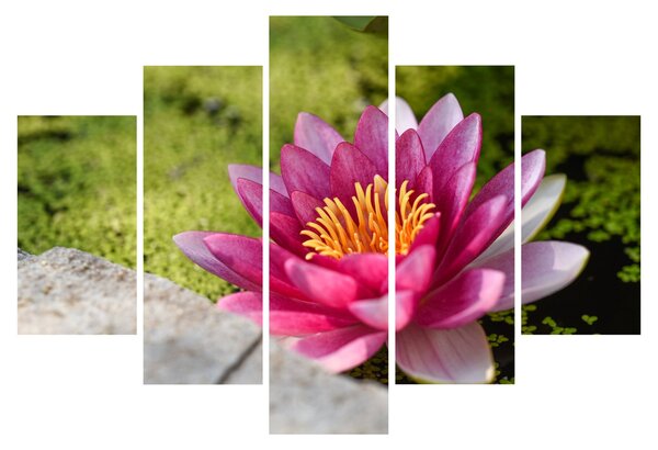 Tablou - Lotus (150x105 cm)