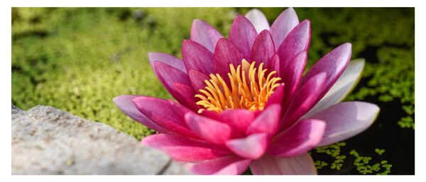 Tablou - Lotus (120x50 cm)