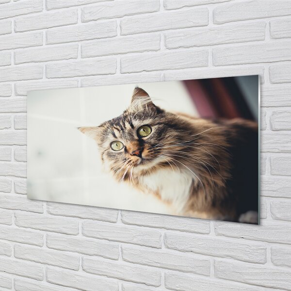 Panouri de sticlă Maine Coon Cat