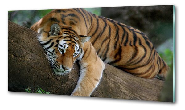 Sticlă bucătărie Tiger pe un copac