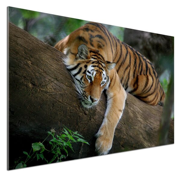 Sticlă bucătărie Tiger pe un copac