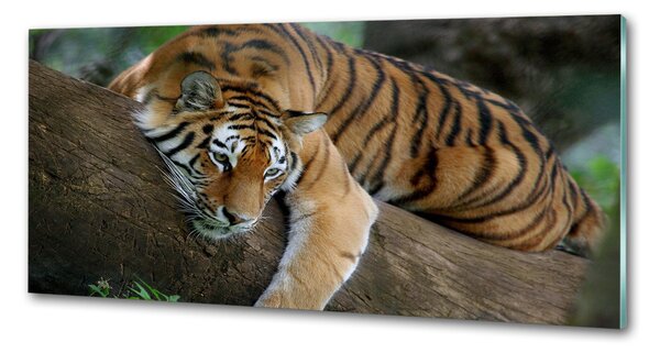 Sticlă bucătărie Tiger pe un copac