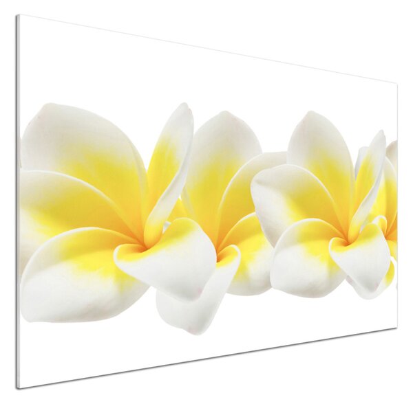 Panou perete bucătărie plumeria