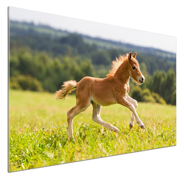 Sticlă bucătărie Gallop mânz