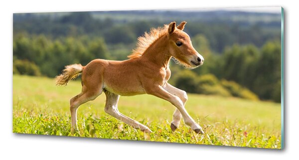Sticlă bucătărie Gallop mânz