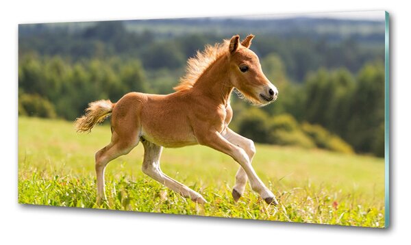 Sticlă bucătărie Gallop mânz
