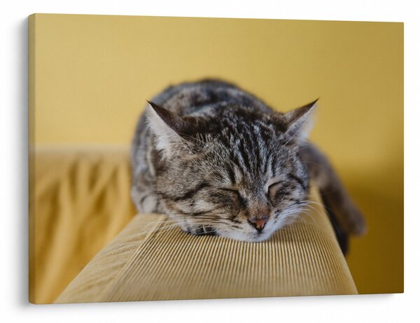Tablou cu pisica pe fotoliu (70x50 cm)