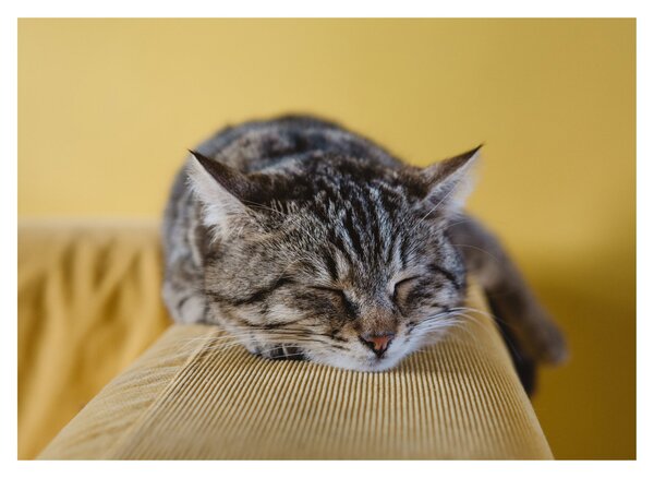 Tablou cu pisica pe fotoliu (70x50 cm)