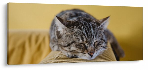 Tablou cu pisica pe fotoliu (120x50 cm)