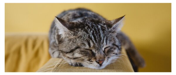 Tablou cu pisica pe fotoliu (120x50 cm)