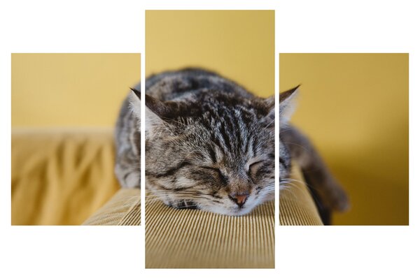 Tablou cu pisica pe fotoliu (90x60 cm)