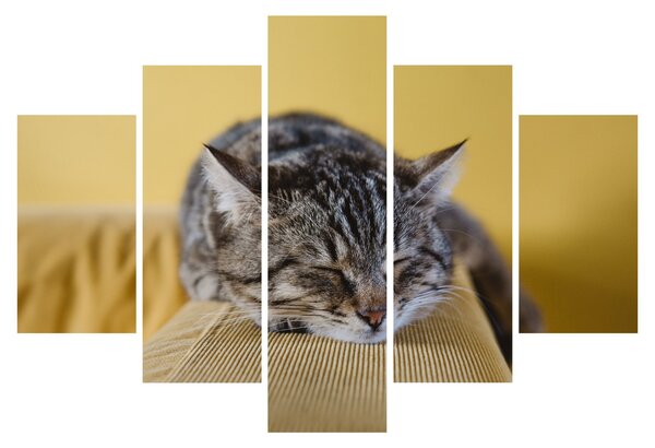 Tablou cu pisica pe fotoliu (150x105 cm)