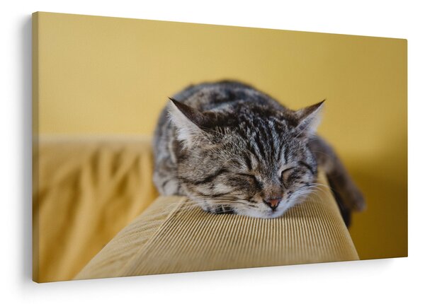 Tablou cu pisica pe fotoliu (90x60 cm)