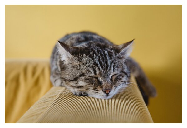 Tablou cu pisica pe fotoliu (90x60 cm)