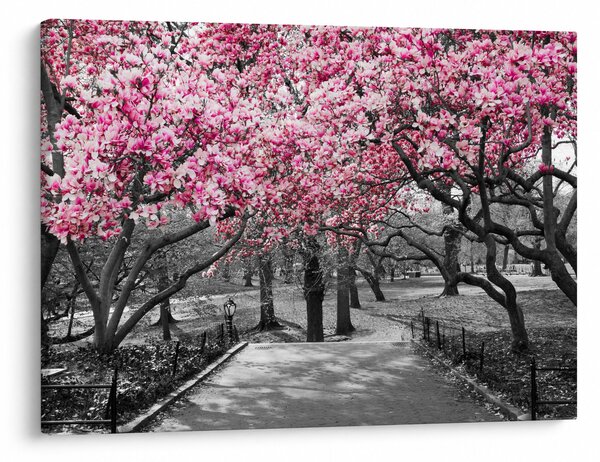 Tablou copacului magnolie (70x50 cm)