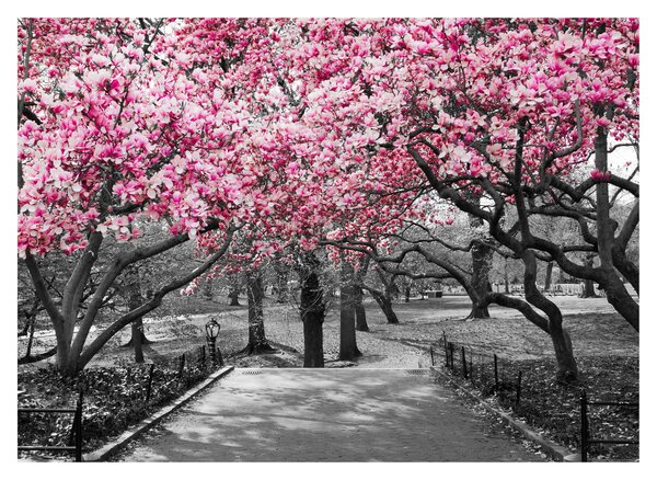 Tablou copacului magnolie (70x50 cm)