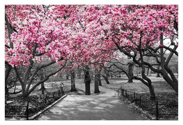 Tablou copacului magnolie (90x60 cm)