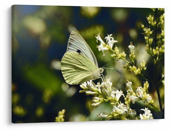 Tablou cu fluture (70x50 cm)