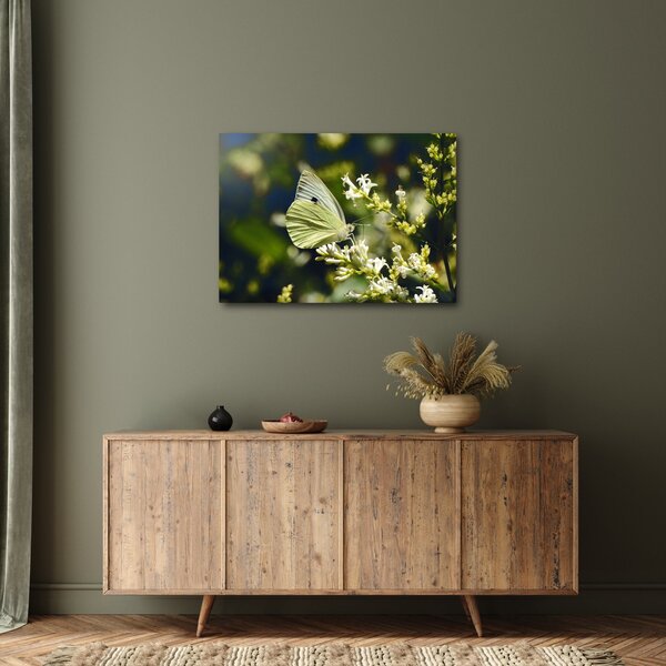 Tablou cu fluture (70x50 cm)