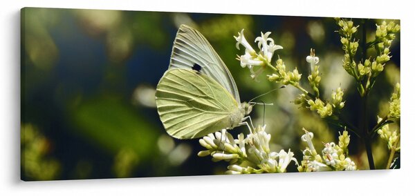 Tablou cu fluture (120x50 cm)