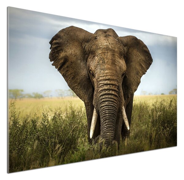 Sticlă bucătărie Elephant pe savana