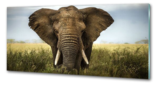 Sticlă bucătărie Elephant pe savana