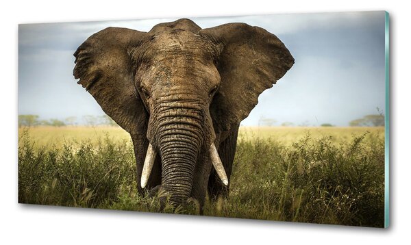 Sticlă bucătărie Elephant pe savana