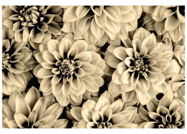 Fototapet flori de dalia în design sepia