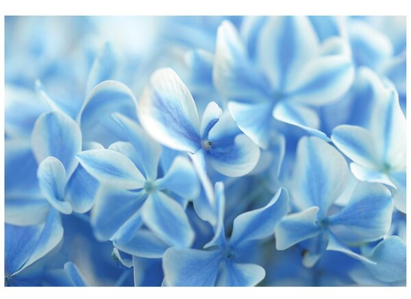 Fototapet flori cerești de hortensie