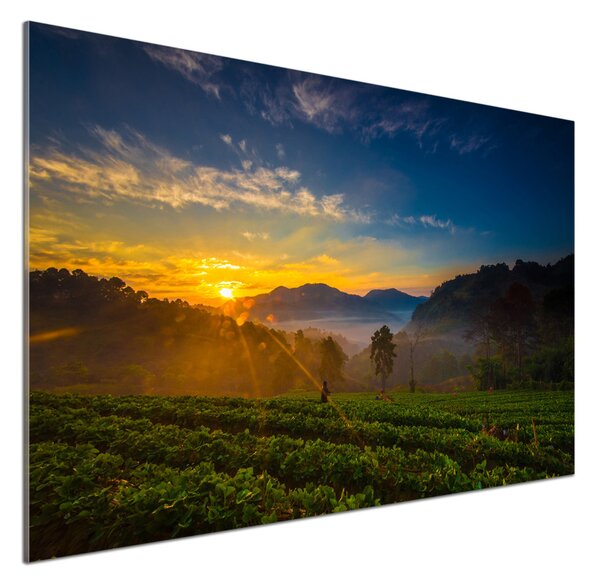 Panou sticlă decorativa bucătărie plantație de ceai