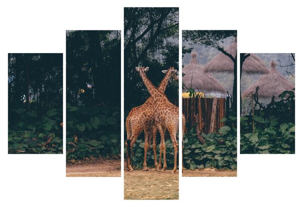 Tablou cu două girafe (150x105 cm)