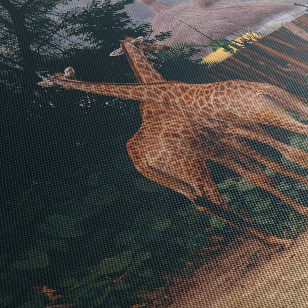 Tablou cu două girafe (70x50 cm)